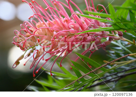 グレビレアの花 120097136