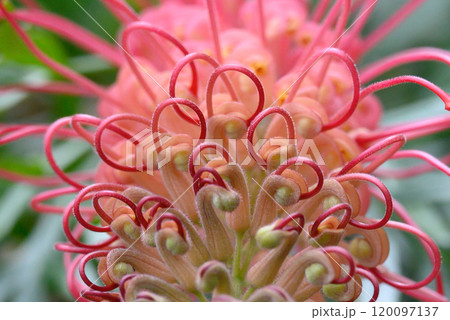 グレビレアの花 120097137