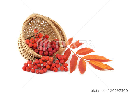 Vibrant Red Rowan Berries in a Wicker Basket Isolated on White Background Vibrant Red Rowan Berries in a Wicker Basket Isolated on White Background 120097560