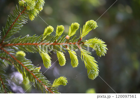 Fir tree branch with fresh young green shoots 120097561