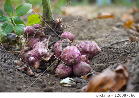 Organic Freshly Harvested Jerusalem Artichokes in Garden Soil 120097566