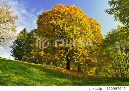Autumn background with colorful trees. Nature with landscape. Seasonal concept for fall 120097645