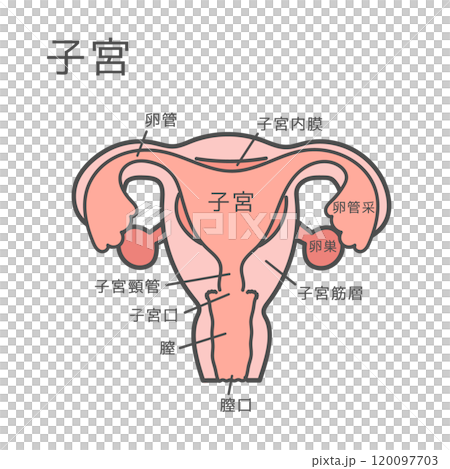 子宮 イラスト （説明あり）のイラスト素材 [120097703] - PIXTA