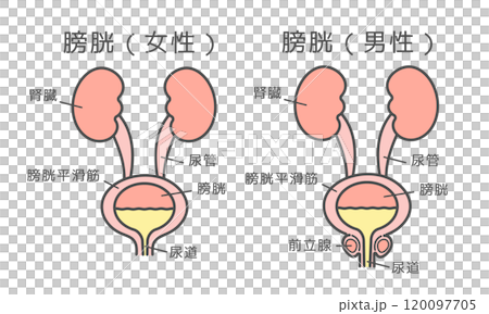 Female and male bladder illustration set (with explanation) 120097705