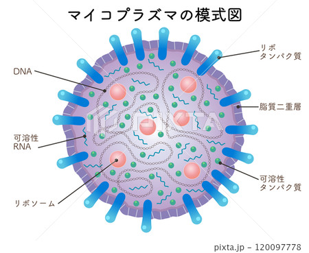 マイコプラズマの模式図、mycoplasma 120097778