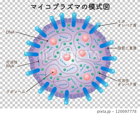 マイコプラズマの模式図、mycoplasma 120097778