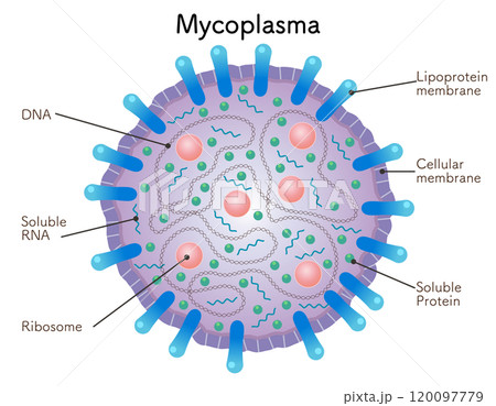 マイコプラズマの模式図、mycoplasma 120097779