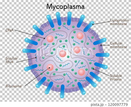 マイコプラズマの模式図、mycoplasma 120097779