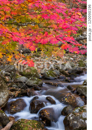 岩手県大船渡市　大沢渓の紅葉 120098196