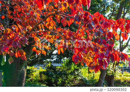 花水木の紅葉 花水木の紅葉 120098302