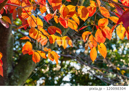 花水木の紅葉 120098304