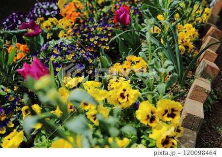 荒尾市　バラ園の花壇、 120098464
