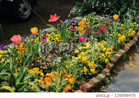 荒尾市 バラ園の花壇、 荒尾市 バラ園の花壇、 120098470