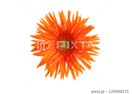 フリンジのガーベラ　アップ 120098573