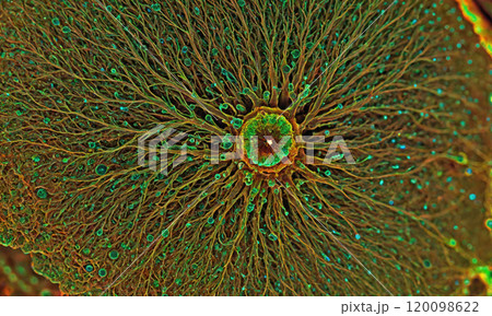 A microscopic view of a neuron with its intricate network of dendrites A microscopic view of a neuron with its intricate network of dendrites 120098622