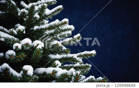 A close-up of a snow-covered evergreen tree branch against a blue sky 120098688