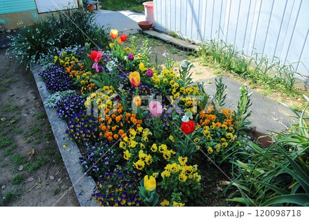 荒尾市 バラ園の花壇、 荒尾市 バラ園の花壇、 120098718