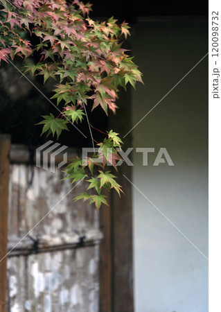 寺院の垣根の紅葉 寺院の垣根の紅葉 120098732