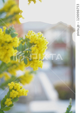 黄色いミモザの花 120098753