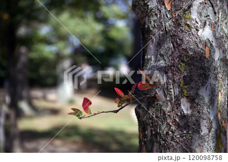 欅の木の脇芽 120098758