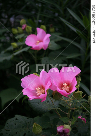 公園に咲くフヨウの花 公園に咲くフヨウの花 120098759