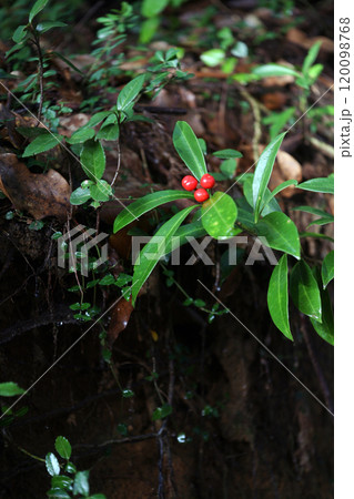 登山道のシキミの実 登山道のシキミの実 120098768