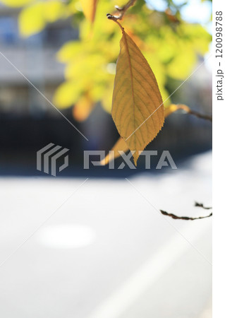 秋の桜の葉 120098788