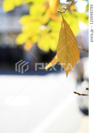 秋の桜の葉 120098789