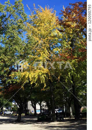 児童公園のイチョウの木 児童公園のイチョウの木 120098793