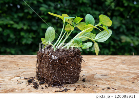 Seeding with root ball on wooden board with green leaves backgro Seeding with root ball on wooden board with green leaves backgro 120098911