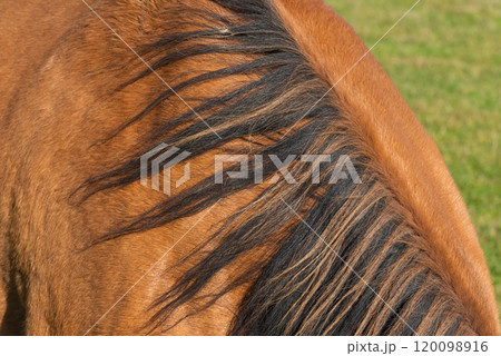 detail of a mane of brown horse grazing on pasture detail of a mane of brown horse grazing on pasture 120098916