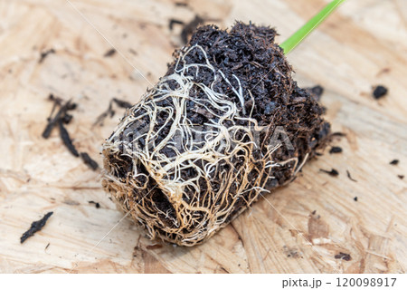 close-up of young seedling and its root ball on wooden board close-up of young seedling and its root ball on wooden board 120098917