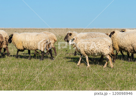 Herd of sheep grazing on pasture Herd of sheep grazing on pasture 120098946