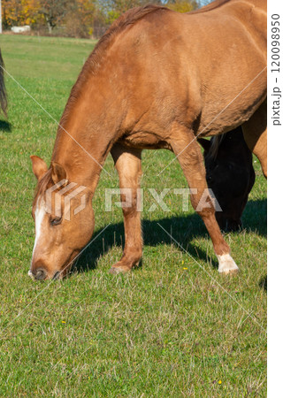 Detail of a brown horse grazing on pasture 120098950