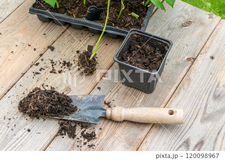 Potting up vegetable seedling into plastic container,  spade fil 120098967