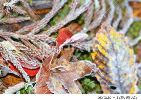 朝霜の落ち葉 120099025