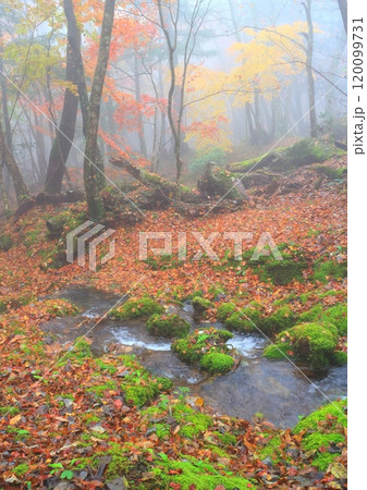 秋の白水湿生花園(由布市・縦構図) 秋の白水湿生花園(由布市・縦構図) 120099731