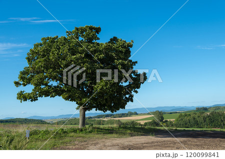 【セブンスターの木　秋の風景】 120099841