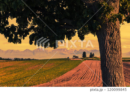 【夕方のセブンスターの木からの十勝岳連峰　秋の風景】 120099845