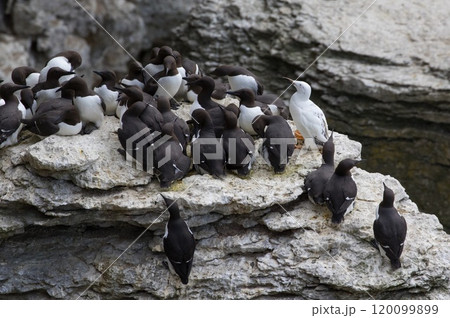 Guillemot (Uria aalge) (one with pigment defects) at Stora Karlso, Gotland, Sweden. 120099899