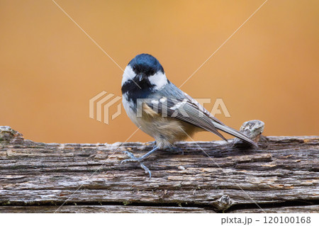 Coal tit. Bird on a branch. Blurred background. Animals in wild nature.  120100168