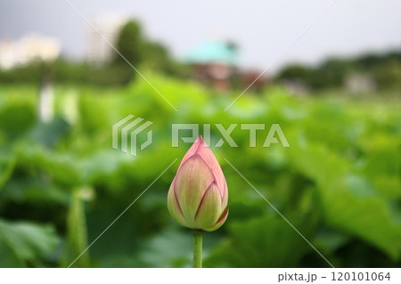 蓮のつぼみと白い蓮 蓮のつぼみと白い蓮 120101064