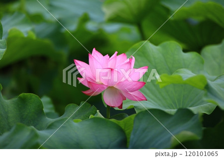 蓮の花 120101065