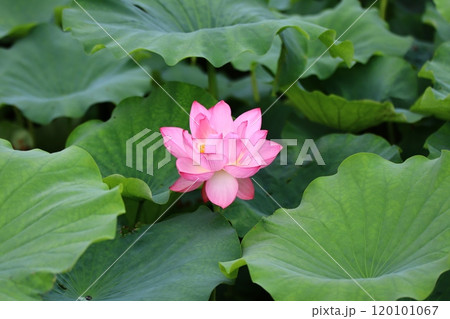蓮の花のある風景 蓮の花のある風景 120101067