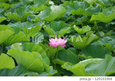 蓮の花のある風景 120101068