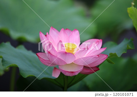 ハスの花 ハスの花 120101071