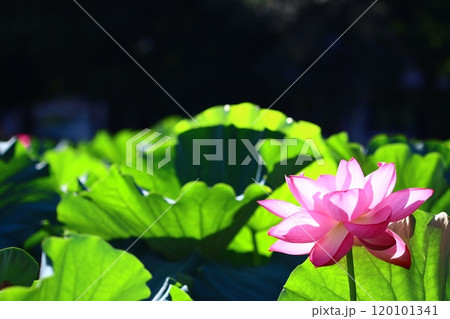 蓮の花のある風景 120101341