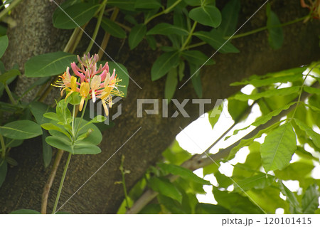 ツキヌケニントウ ツキヌケニントウ 120101415