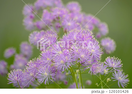 タリクトラム 120101426