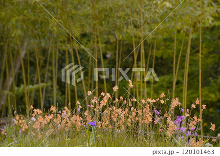 フリージア 120101463